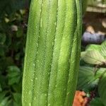 Luffa cylindrica Fruit