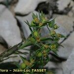 Euphorbia exigua Flor