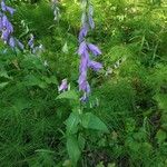 Campanula rapunculoidesFlower