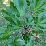 Sterculia apetala Folha