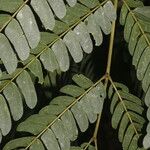 Abarema macradenia Leaf