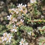 Frankenia corymbosa Hoja