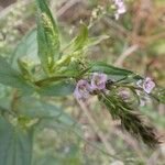 Veronica catenata 花