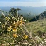 Gomphocarpus integer Flower