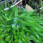 Mayaca fluviatilis Leaf