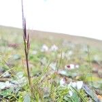 Ptilagrostis yadongensis Flower