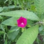 Callirhoe digitata Кветка