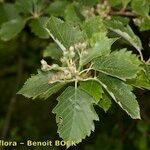 Karpatiosorbus remensis Sonstige