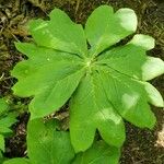 Podophyllum peltatum Lapas