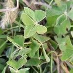 Oxalis articulata Hoja