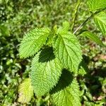 Stachytarpheta urticifolia Yaprak