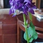 Campanula glomerataFlower