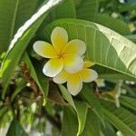 Plumeria alba Flor