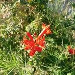 Tecomaria capensis Blüte