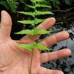 Dryopteris cristata पत्ता