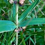 Polygonatum verticillatum Plod