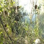 Typha minima Fruto