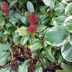 Skimmia japonicaFlower