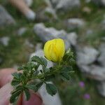 Ononis striata Flower