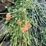 Papaver armeniacum Habit