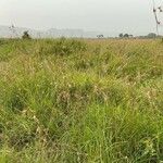 Themeda triandra Costuma