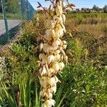 Yucca gloriosaΛουλούδι