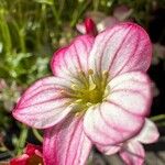 Saxifraga rosacea Кветка