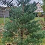 Sequoiadendron giganteumList