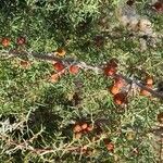 Juniperus oxycedrus Fruit