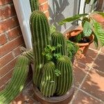 Echinopsis schickendantzii Hoja