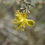 Coleogyne ramosissima Flor