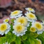 Tanacetum partheniumFlor