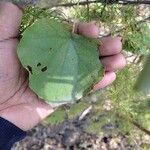 Cissampelos pareira Leaf