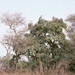 Vachellia sieberiana Natur