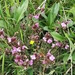 Pedicularis sylvaticaFlower