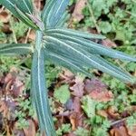 Euphorbia lathyris ഇല