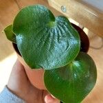 Peperomia polybotrya Blatt