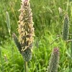 Phalaris coerulescens Flower