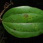 Smilax anceps Lapas