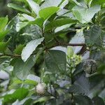 Voacanga africana Frukt