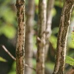 Quercus pontica Bark