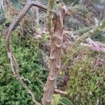 Brugmansia sanguinea Bark