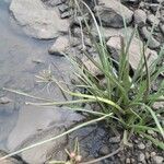 Crinum viviparum Leaf