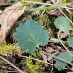 Saxifraga hirsuta Hoja