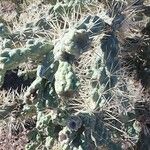 Cylindropuntia fulgida Frutto