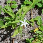 Hippobroma longiflora Alkat (teljes növény)