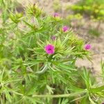 Geranium dissectumBloem