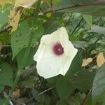 Ipomoea pandurata Flor