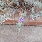 Lavandula angustifoliaFlower