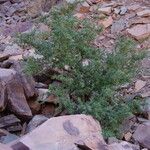 Searsia tripartita Habit